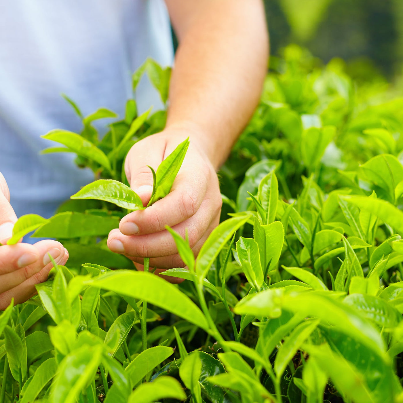 Tea Plant (Green Tea) - Camellia sinensis – Gardens