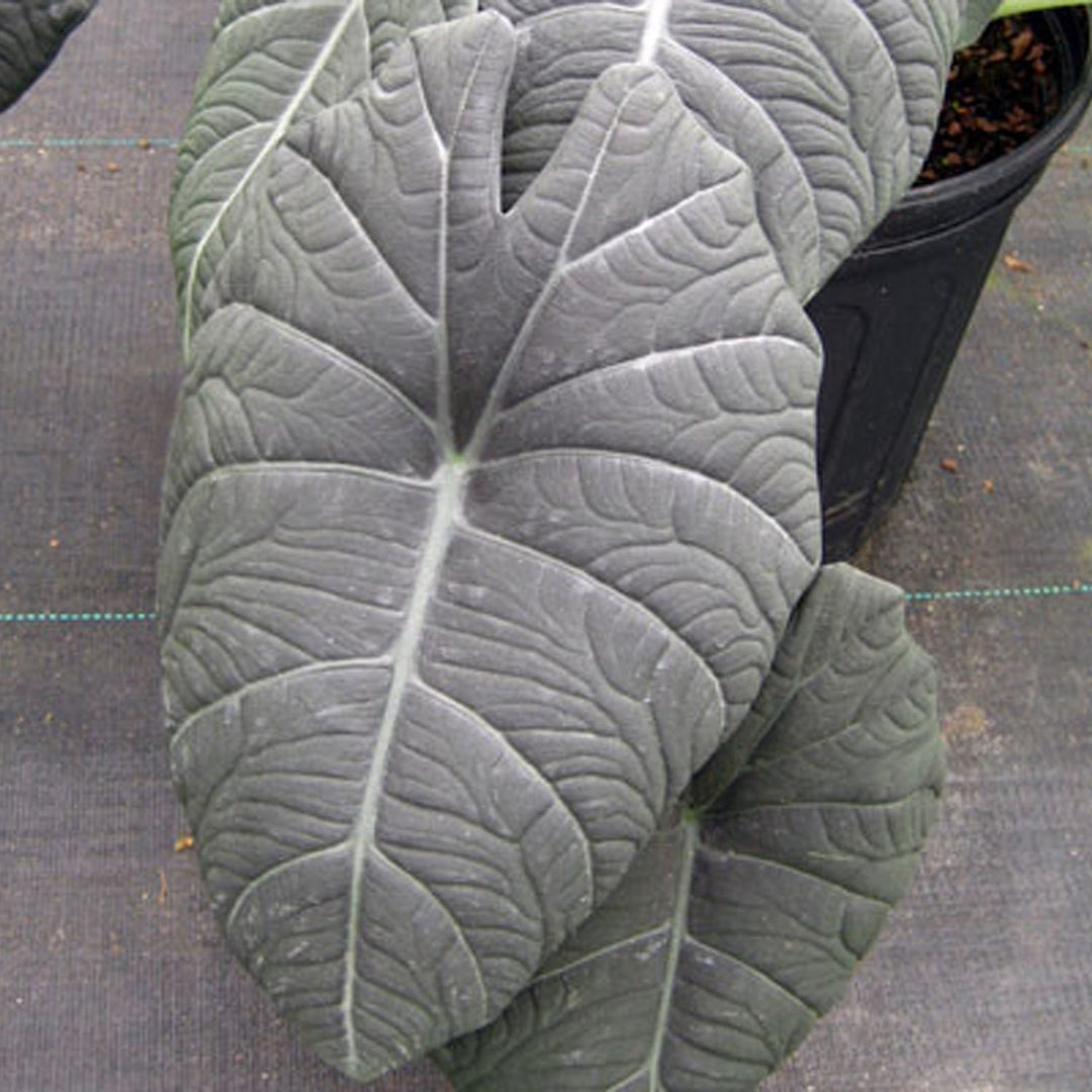 Red Stem Elephant Ear (Colocasia esculenta 'Red Stem') in Greensboro High  Point Winston-Salem Summerfield North Carolina NC at New Garden Landscaping  & Nursery