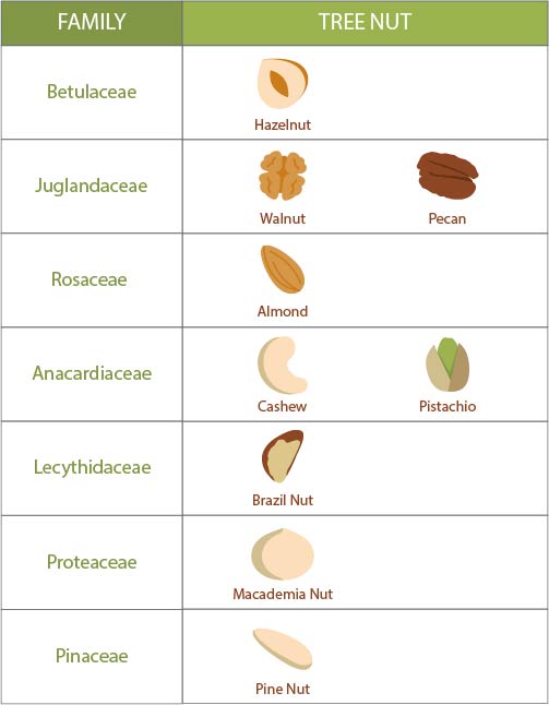 Types Of Tree Nuts