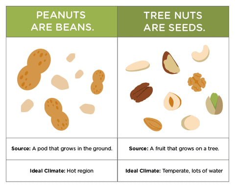 Peanut and Tree Nut Allergies: Understanding the Differences – School  Nutrition Association