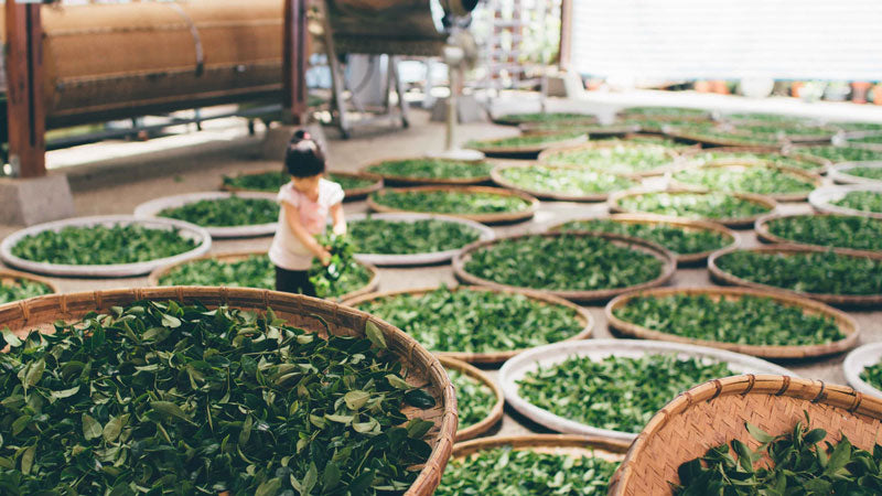 A small girl surrounded by baskets full of green tea leaves.