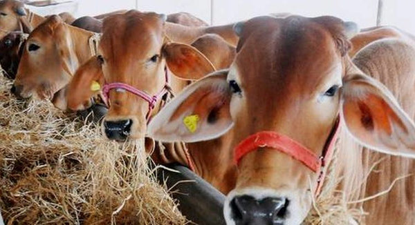 India and China to host IDF World Dairy Summits in 2022 and 2013 