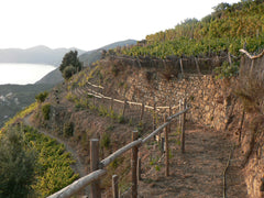 Strolling along paths through grapevines high above Cinque Terre