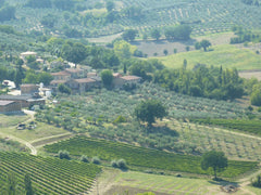 Olives grow on almost every slope and in every valley in Umbria