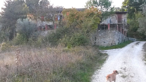 Dirt track leading to Eremo Paradiso, our home in Umbria