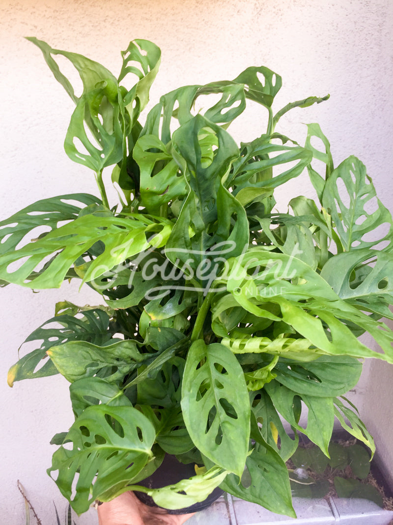 Monstera Adansonii Obliqua Friedrichsthalii (Swiss Cheese ...