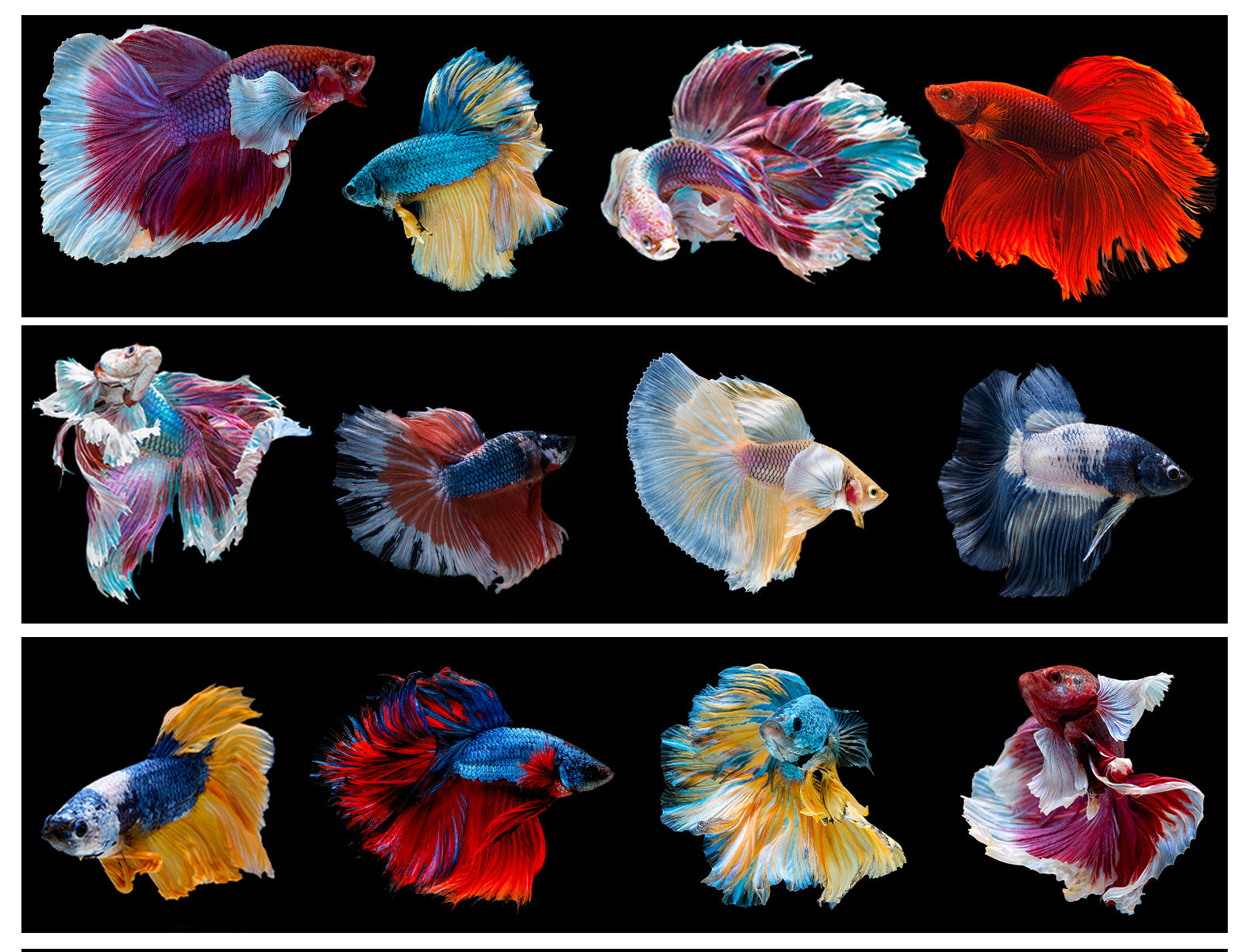 Beta Fish Various Breeds Edible Cake Topper Image Strips ABPID56524 – A ...