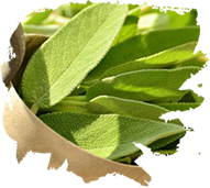 green-tea-leaf