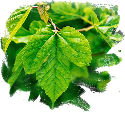 mulberry-leaves