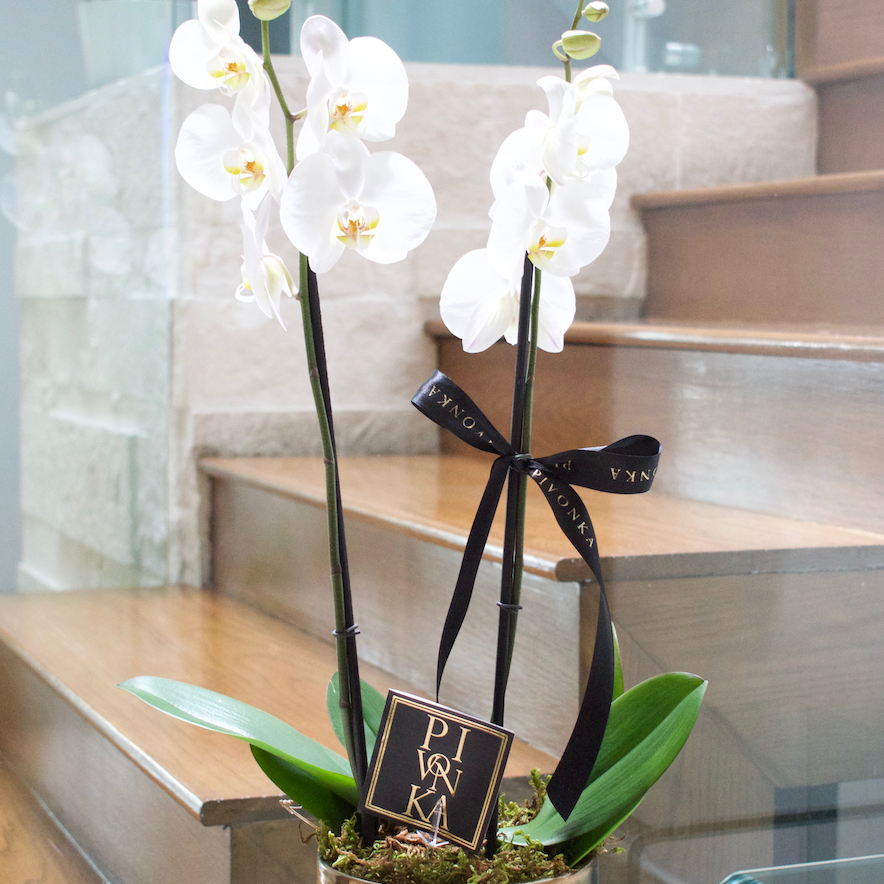 Orquídea natural en base negra con dorado – Pivonka Flores