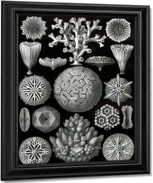 Art Forms In Nature Plate 58 Hexacora Print Canvas Art Framed Print Truly Art