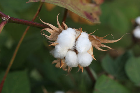 Fleur de coton biologique