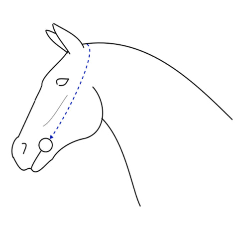 크기 가이드 Montar Bridles