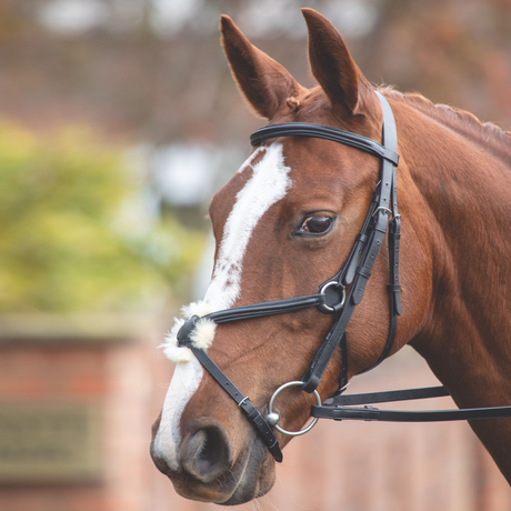 Shires Velociti GARA Plain Bridle – GS Equestrian