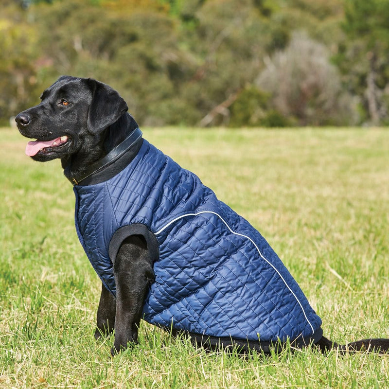 weatherbeeta puffer dog coat