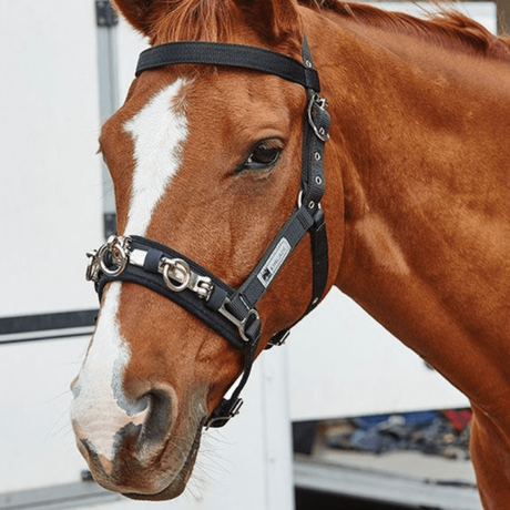 Kincade Nylon Padded Lunge Cavesson – GS Equestrian