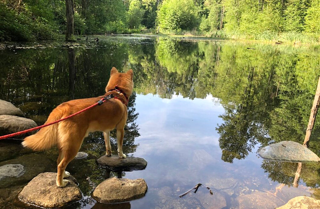 Everett Crowley Dog Park | 8200 Kerr Street Vancouver