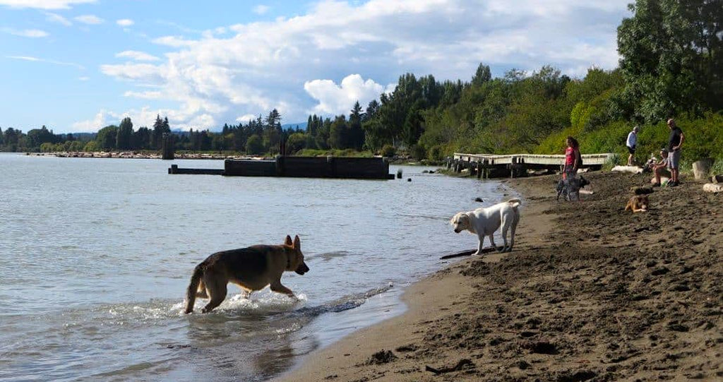 Fraser River Dog Park | 8705 Angus Drive Vancouver