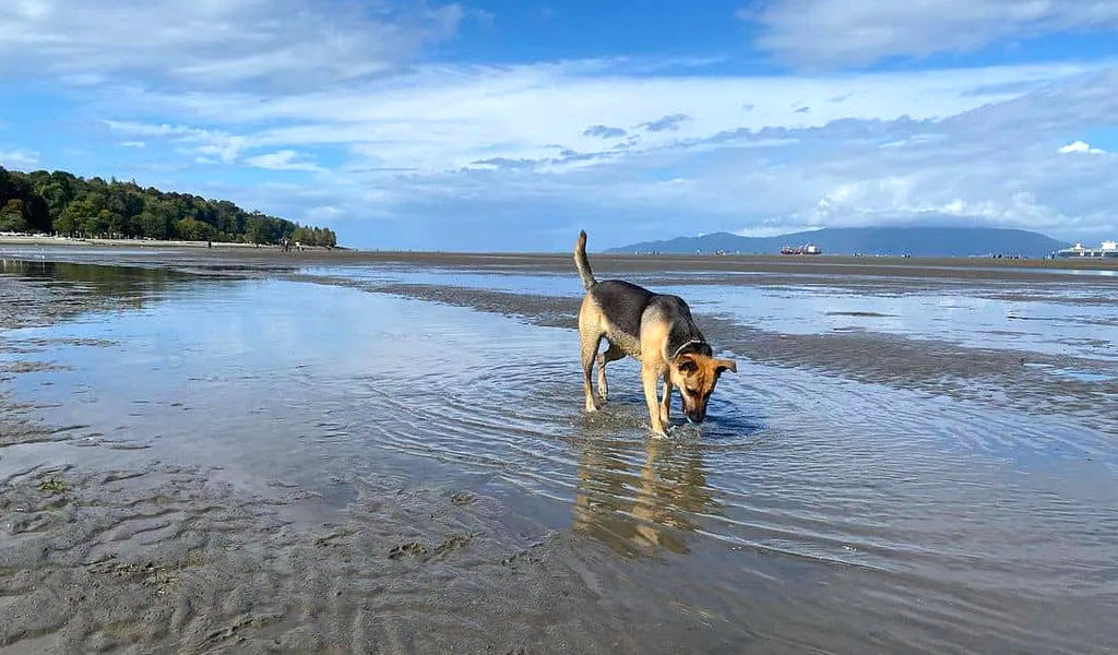 Spanish Banks Off-Leash Dog Park | 4801 NW Marine Drive Vancouver