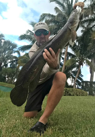 Florida Snakehead