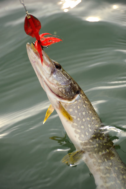 How to Catch Pike – Fishing Online