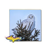 Snowy Owl Single Tile Coaster