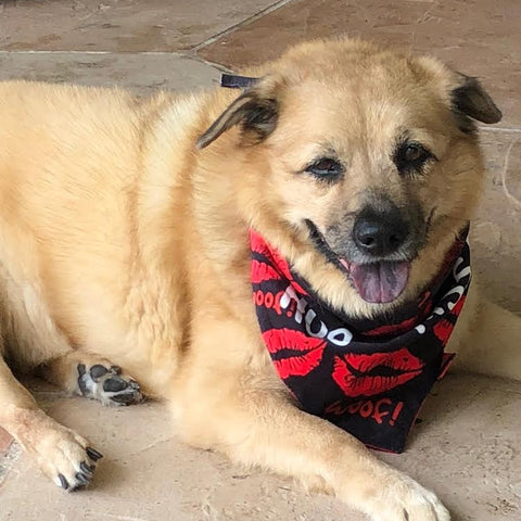 reversible dog bandana