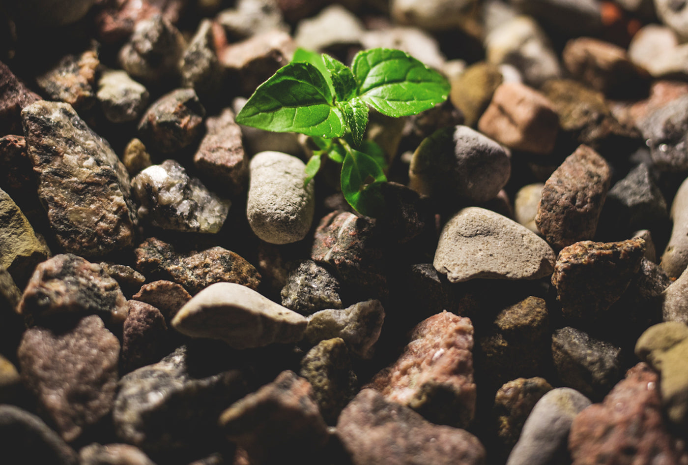 How To Set Up A Grow Room By Francis Taylor