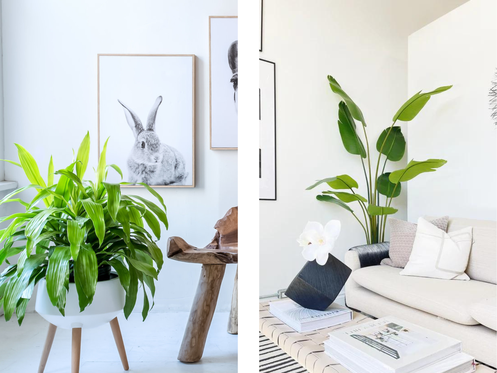 Decorating with Plants: The Guide - Details. | The Blog - Derrick Details