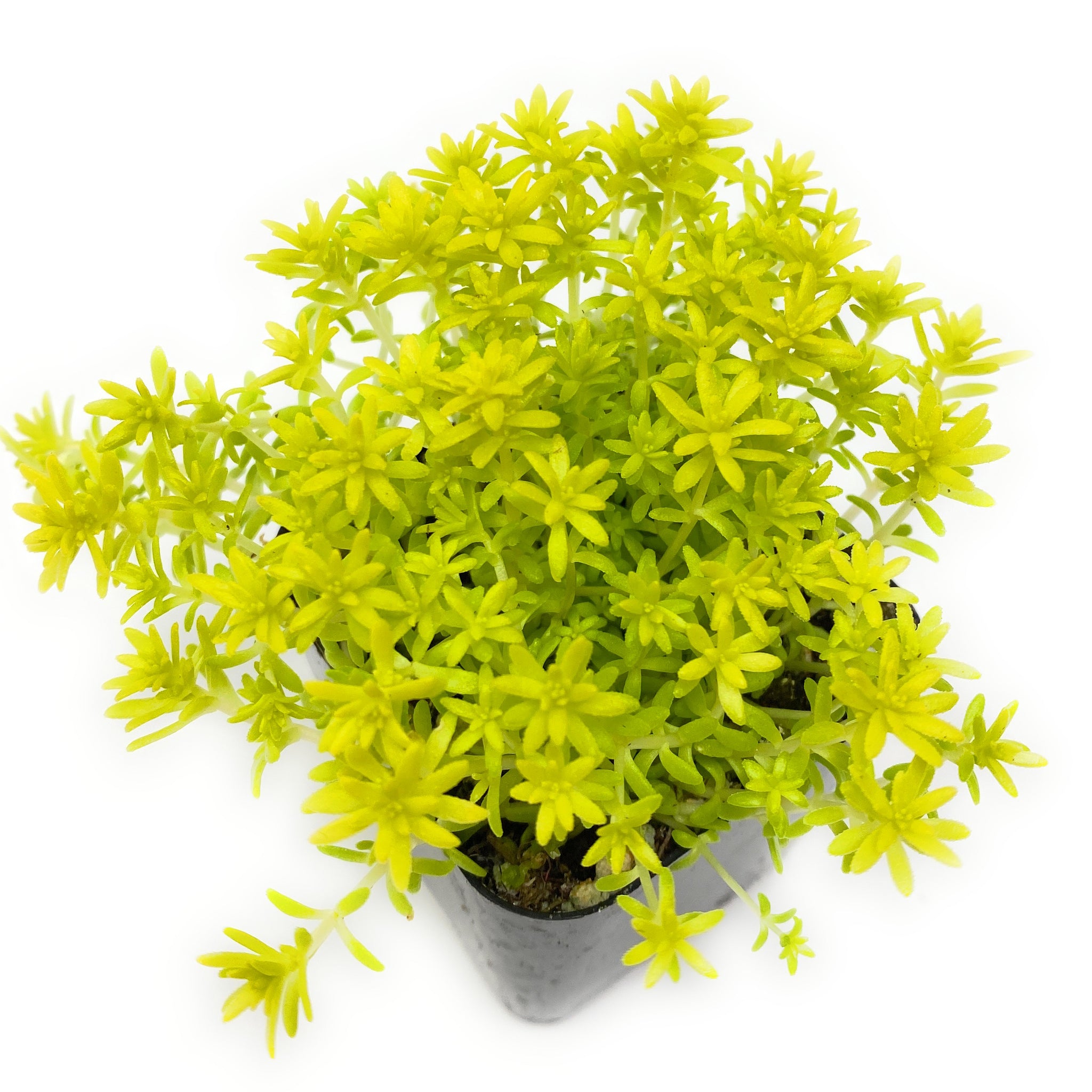 Tokyo Sun Sedum | Everything You Need To Know About Them!