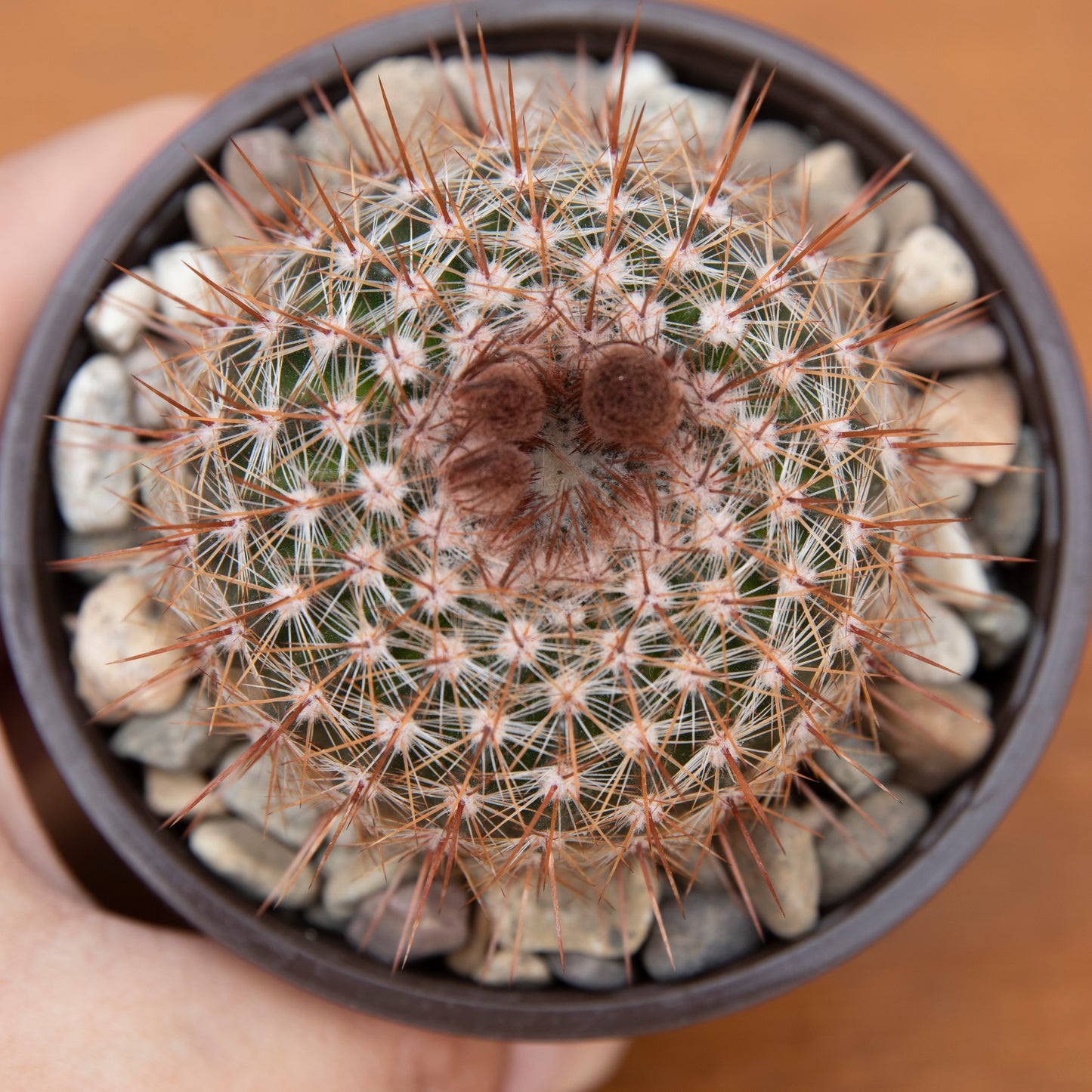 Parodia Scopa 'Silver Ball Cactus' - for sale by Succy Crafts