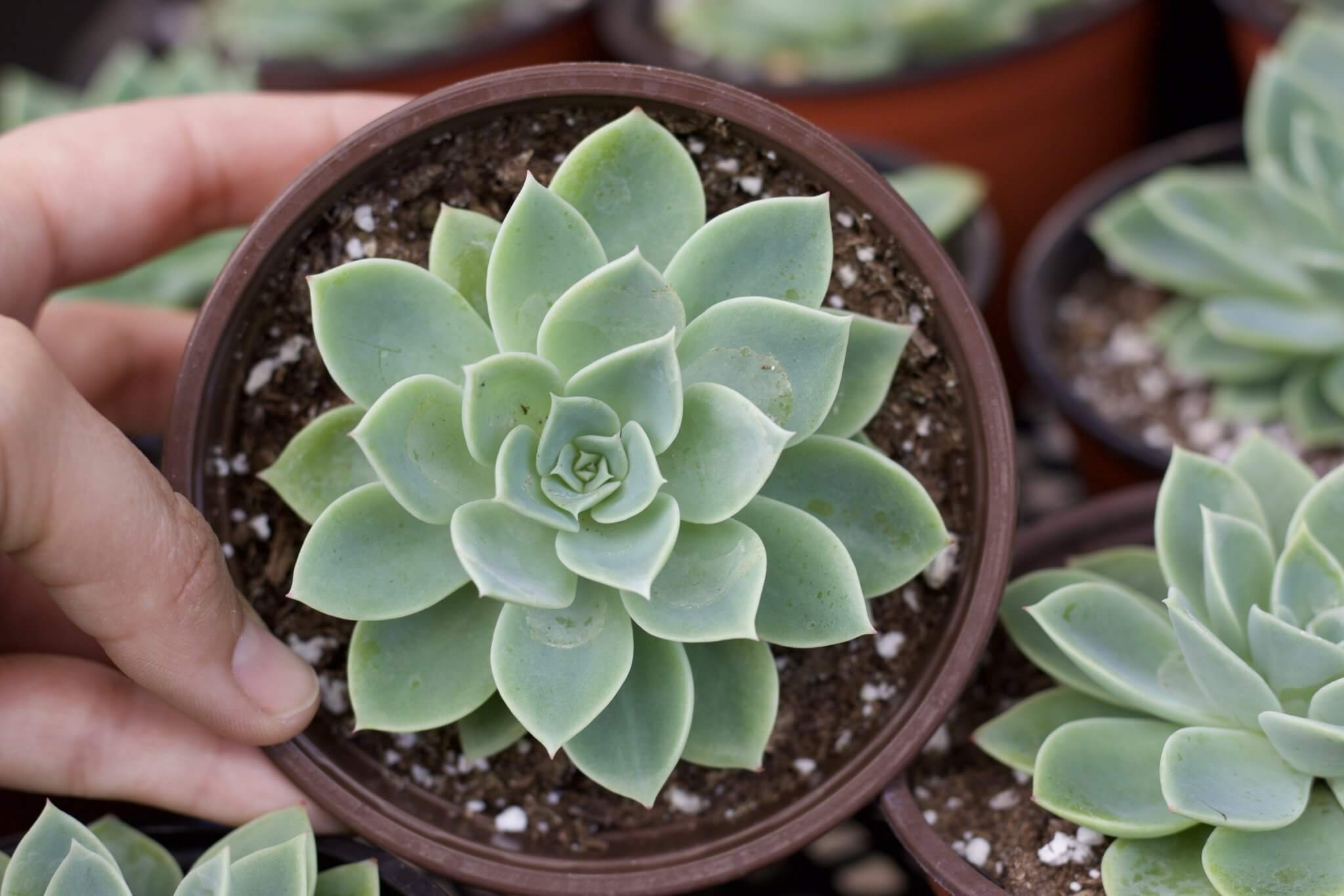 echeveria blue atoll