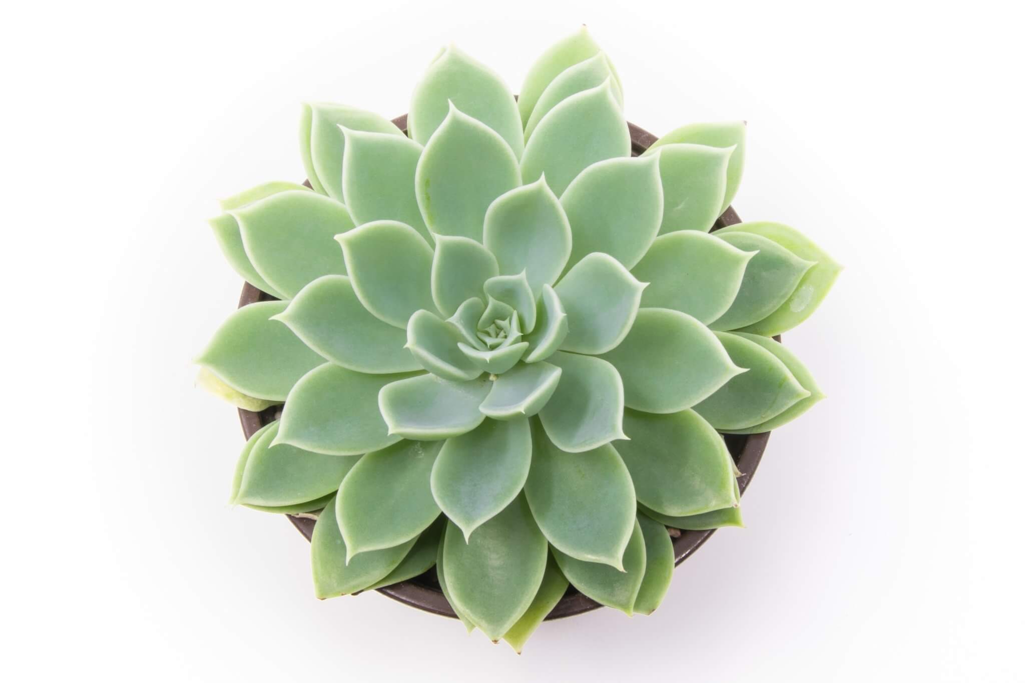 echeveria blue atoll