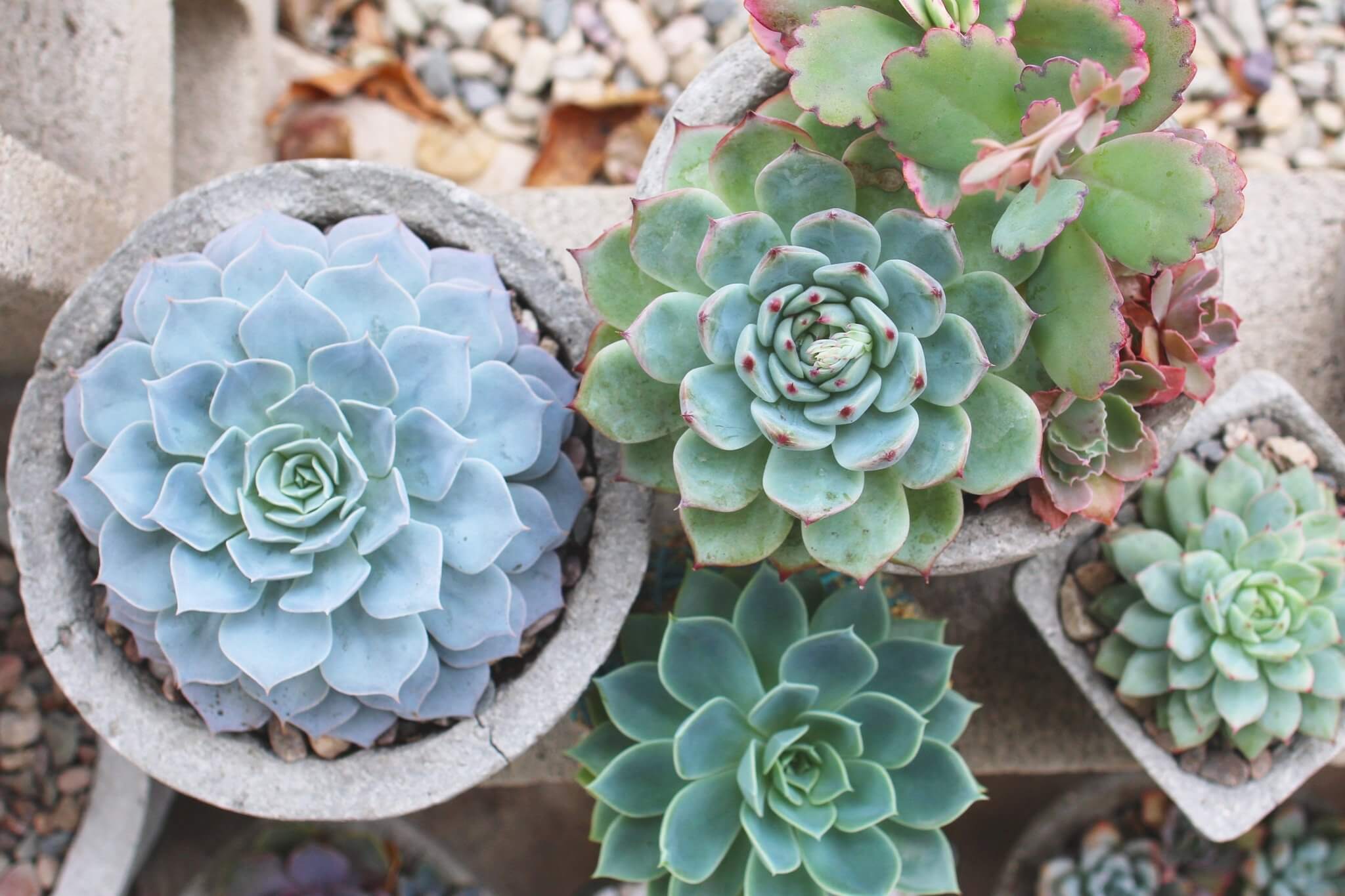 echeveria blue atoll