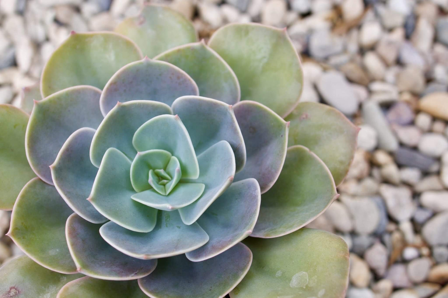 Echeveria 'Cassyz Winter' – Succy Crafts