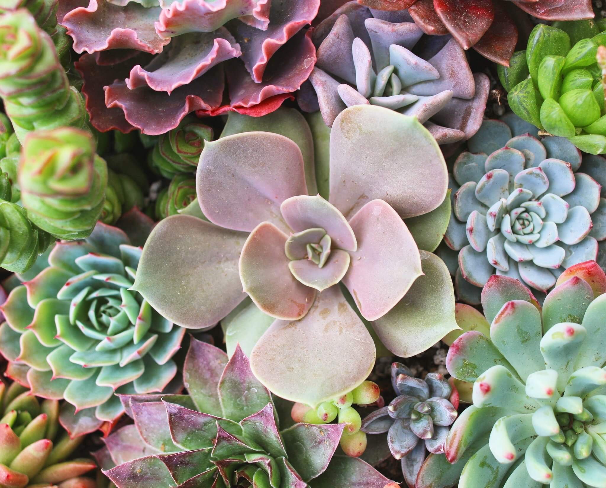 Echeveria Lolita | Everything You Need To Know About Them!