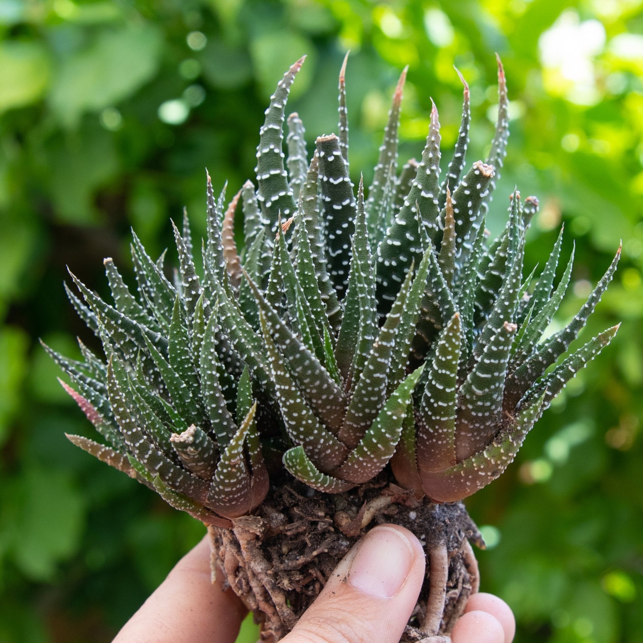 haworthia zebra plant care