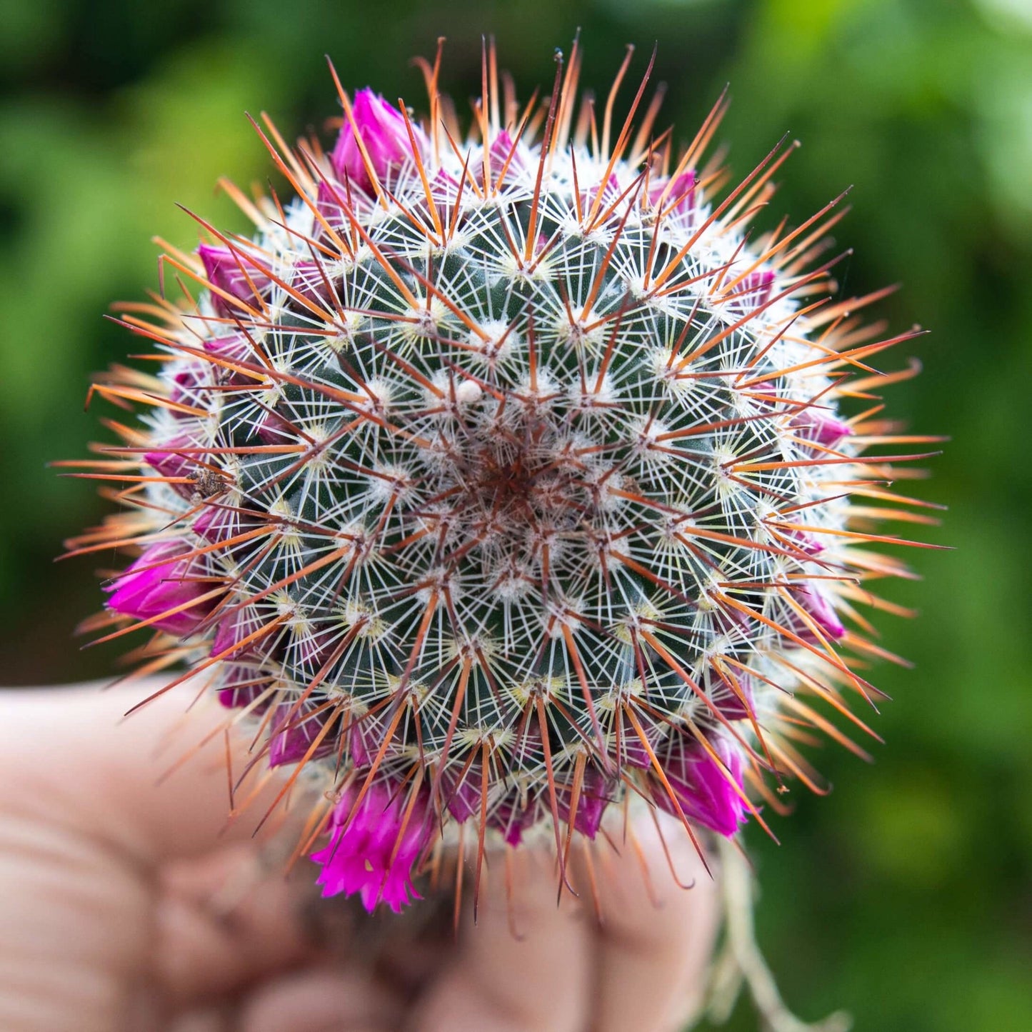 Mammillaria Elegans Cactus - for sale by Succy Crafts