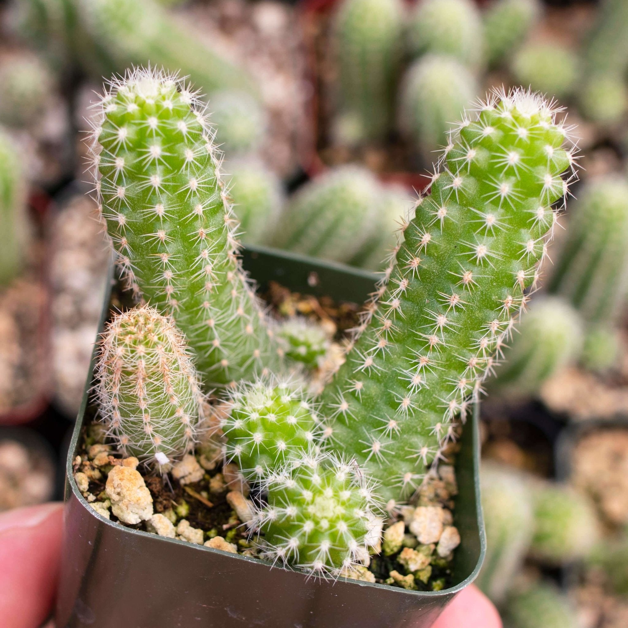 cacti mactrack