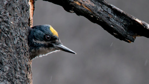 Woodpecker after Wildfire