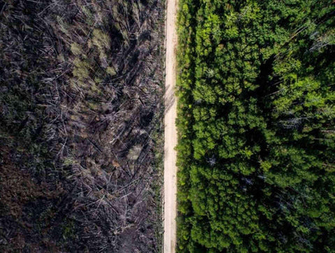 A road between the land affected by wildfire and untouched greenery