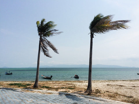 palm trees on the beach blow in tropical storm winds