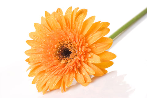 calendula-flower