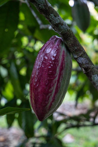 Organic Cacao Pod