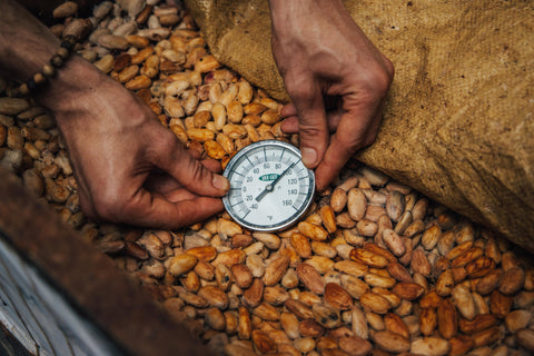 Fermentation des fèves de cacao de cérémonie biologiques