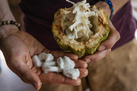 Organic Cacao Pod Cacao Fruit and Seeds Guatemala