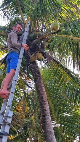 Coconut Tree Belize Island