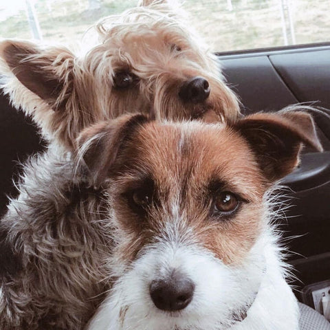 Two small dogs in a car (a Jack Russell and a Yorkshire Terrier)