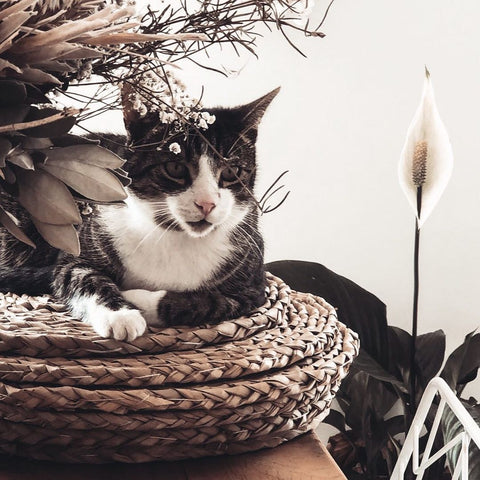 Grey and white tabby cat sitting in a straw basket beside dried flowers