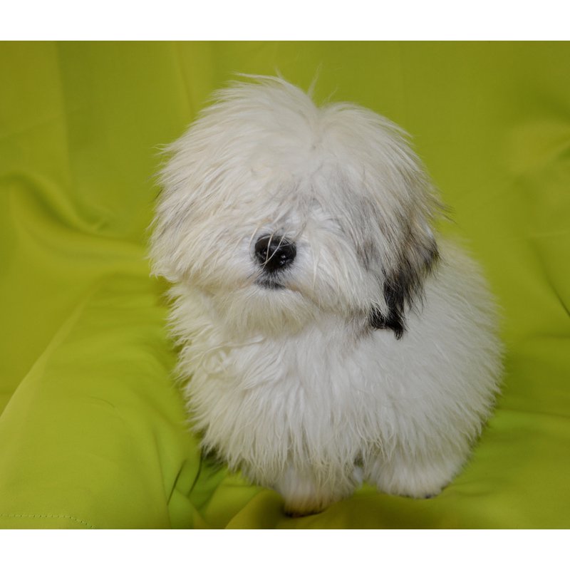 Diamond Painting Coton De Tulear 3 Floating Styles